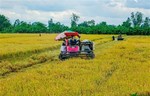 $375 mln fund to boost high-quality, low-carbon rice production
