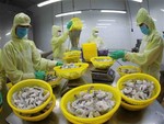 DOC to impose countervailing duties on Việt Nam's shrimp