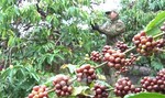 Việt Nam – EU’s second biggest coffee supplier in 2023