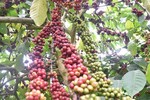 Việt Nam coffee exports to Singapore scant, room to grow enormous