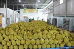 Việt Nam's durian exports to China boom in Q1