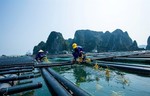 Việt Nam charts vision for sustainable, modern fisheries