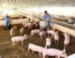 Higher pig prices lift farmers' expectations