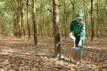 Rubber group reveals development targets for 2024