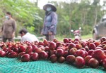 Markets eye major producers as coffee prices soar
