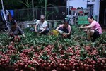 Geographical Indication certificates help increase value of Vietnamese farm produce