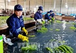 Japan proposes Việt Nam revise maximum residue limits for some agricultural chemicals