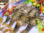 Indonesia licenses certificates of lobster cultivation for three Vietnamese companies