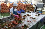 Bắc Giang increases lychee exports to many demanding markets