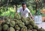 Thailand expected to record growth in Vietnamese fruit and vegetable imports