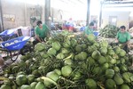 Coconut export forecast to hit $1 billion this year