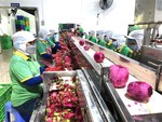 Vietnamese fruits poised for growth in Northeast Asian markets