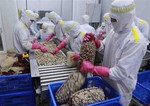 Việt Nam’s mollusk exports rising: Association