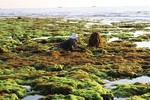 Tapping the potential to sell seaweed-based carbon credits