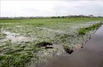 Damage to agricultural production by Typhoon Yagi