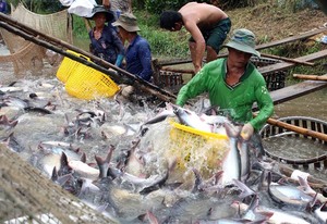 Tra fish exports could be hurt by false news: VASEP