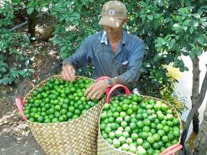 Japanese market shows interest in Vietnamese seedless limes