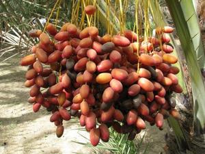 Algeria to export dates to VN