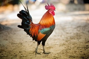Stocks expected to rise in the year of the Rooster