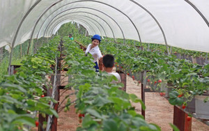 Japan eyes VN farm partnerships