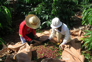 Brazil to import robusta coffee from Viet Nam