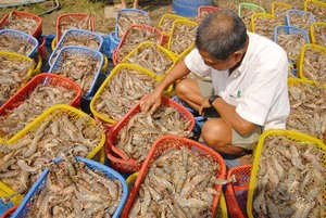 PM sets bar high for shrimp exports