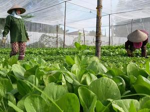RoK helps Quang Tri develop organic farms