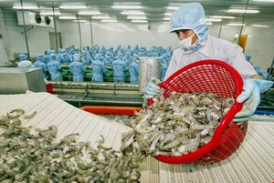 Australia eases shrimp imports