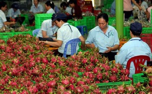 Viet Nam plans to export fruits to Qatar