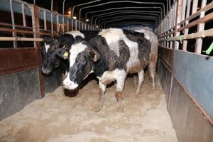 TH Group imports 1,800 more dairy cows from US