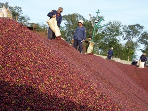 Coffee exports rise, but value stagnates