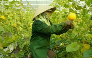 Da Nang eyes hi-tech farms