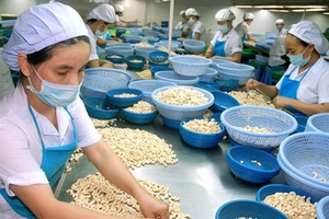 VN to import 300,000 tonnes of raw cashew