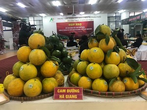 Ha Giang orange week to kick off next week