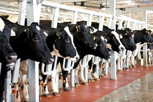 TH Group opens high-yield dairy farm in Russia