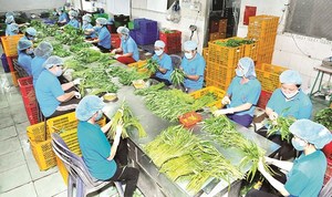 Viet Nam fruit exports skyrocket