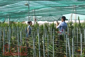 HCMC farm production shoots up