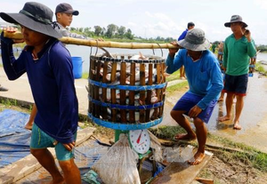 Tra fish prices high on low supply, processers face shortage