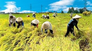 VN, Netherlands to boost agricultural co-operation