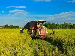 First organic rice project underway in Hai Phong