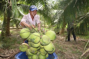 Ben Tre to push Xiem coconut exports