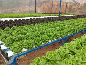 City to get high-quality farm products