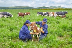 Vinamilk to open 4 farms in Thanh Hoa