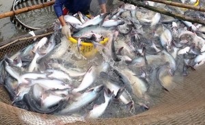 US to investigate catfish production in VN