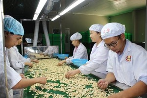 Cashew nut exports rise, but processors face shortage of raw materials
