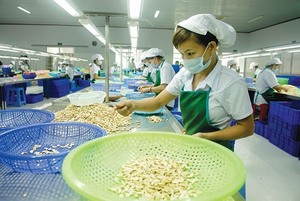 Ha Long to host 10th international cashew conference
