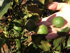 Farmers warned: Don’t go nuts over macadamia