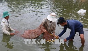 Seminar considers measures for development of shrimp farming