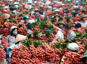 Ha Nam to witness high-tech agricultural products