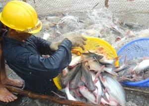 Shark catfish farming catching on